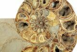 Cut Ammonite Fossil From Madagascar - Crystal Pockets! #207125-8